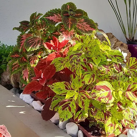 Carmen Viserba * Viserbella di Rimini