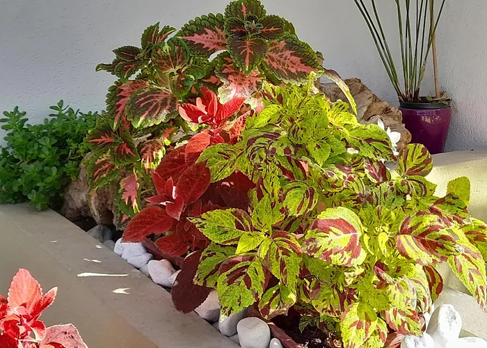 Carmen Viserba * Визербелла